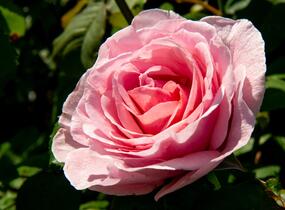 Růže velkokvětá 'Princess Claire of Belgium' - Rosa VK 'Princess Claire of Belgium'