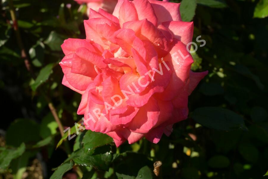 Růže velkokvětá 'Sunrise' - Rosa VK 'Sunrise' (Michel Desjoyeaux)