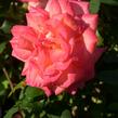 Růže velkokvětá 'Sunrise' - Rosa VK 'Sunrise' (Michel Desjoyeaux)