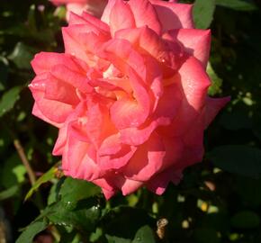 Růže velkokvětá 'Sunrise' - Rosa VK 'Sunrise' (Michel Desjoyeaux)