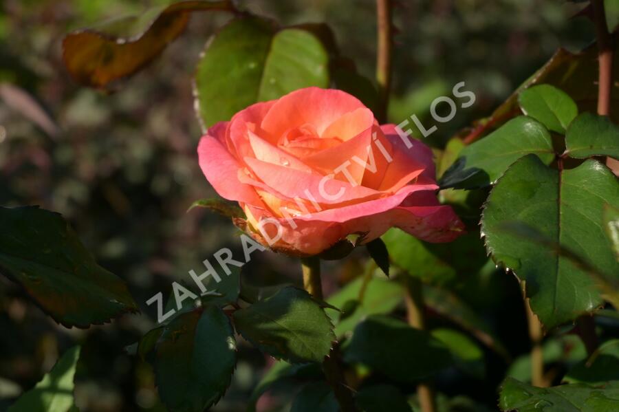 Růže velkokvětá 'Sunrise' - Rosa VK 'Sunrise' (Michel Desjoyeaux)