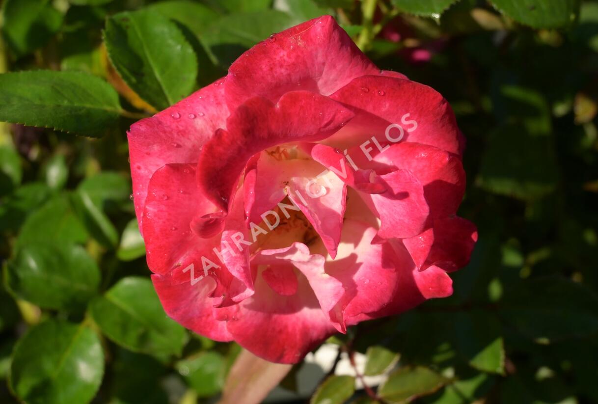 Růže velkokvětá 'Dick Clarck' - Rosa VK 'Dick Clarck'
