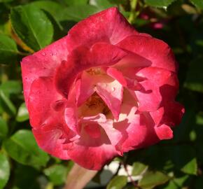 Růže velkokvětá 'Dick Clarck' - Rosa VK 'Dick Clarck'