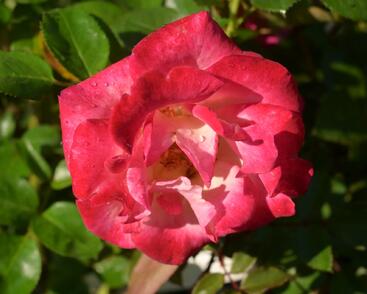 Růže velkokvětá 'Dick Clarck'