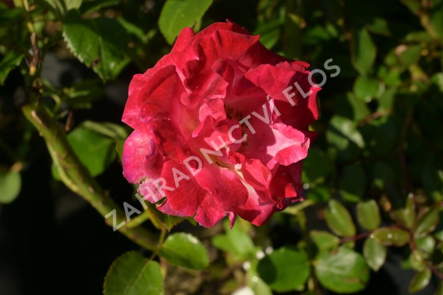 Růže velkokvětá 'Dick Clarck' - Rosa VK 'Dick Clarck'