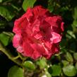 Růže velkokvětá 'Dick Clarck' - Rosa VK 'Dick Clarck'