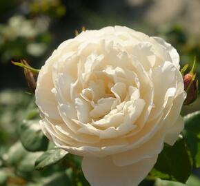 Anglická růže Davida Austina 'William and Catherine' - Rosa S 'William and Catherine'