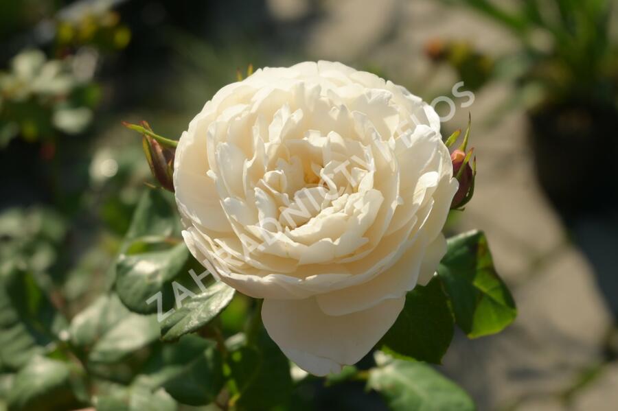 Anglická růže Davida Austina 'William and Catherine' - Rosa S 'William and Catherine'