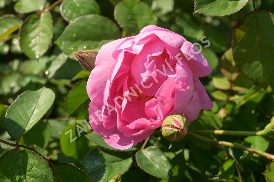 Anglická růže Davida Austina 'Royal Jubilee' - Rosa S 'Royal Jubilee'