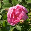 Anglická růže Davida Austina 'Royal Jubilee' - Rosa S 'Royal Jubilee'