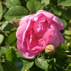 Anglická růže Davida Austina 'Royal Jubilee' - Rosa S 'Royal Jubilee'