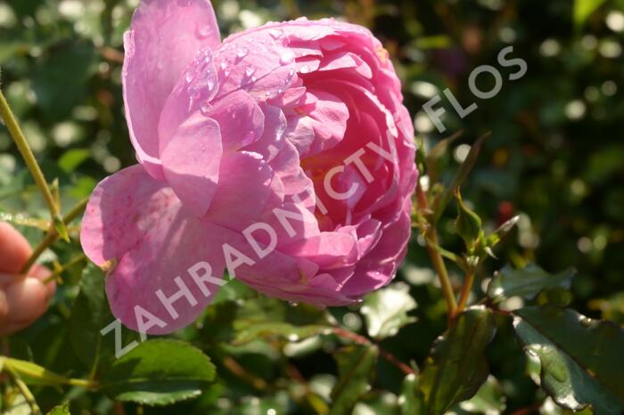 Anglická růže Davida Austina 'Royal Jubilee' - Rosa S 'Royal Jubilee'