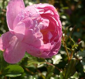 Anglická růže Davida Austina 'Royal Jubilee' - Rosa S 'Royal Jubilee'