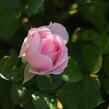 Anglická růže Davida Austina 'Royal Jubilee' - Rosa S 'Royal Jubilee'