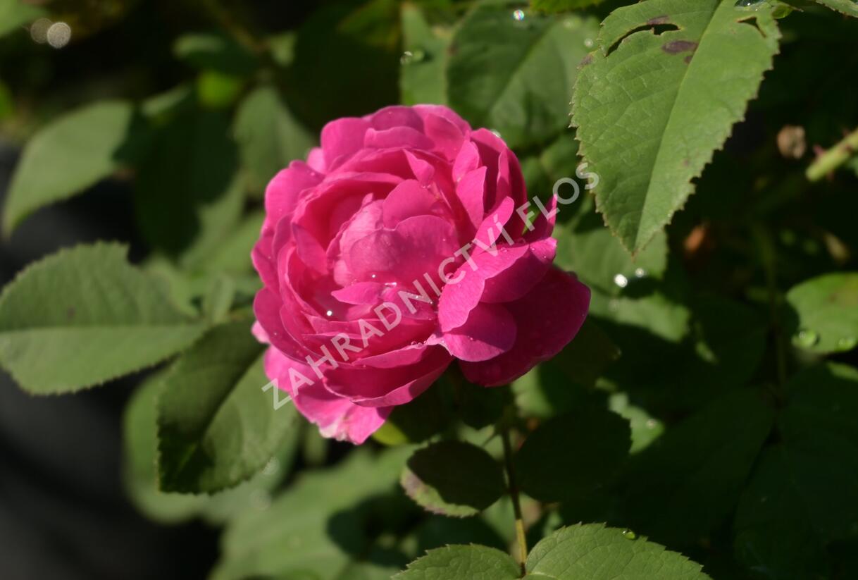 Růže parková 'Rose de Rescht' - Rosa S 'Rose de Rescht'