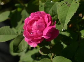 Růže parková 'Rose de Rescht' - Rosa S 'Rose de Rescht'