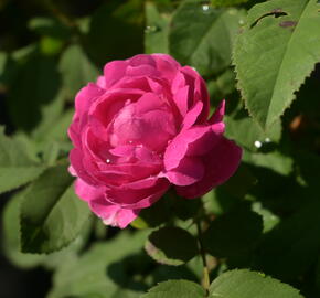 Růže parková 'Rose de Resht' - Rosa S 'Rose de Resht'