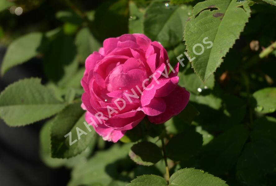 Růže parková 'Rose de Rescht' - Rosa S 'Rose de Rescht'