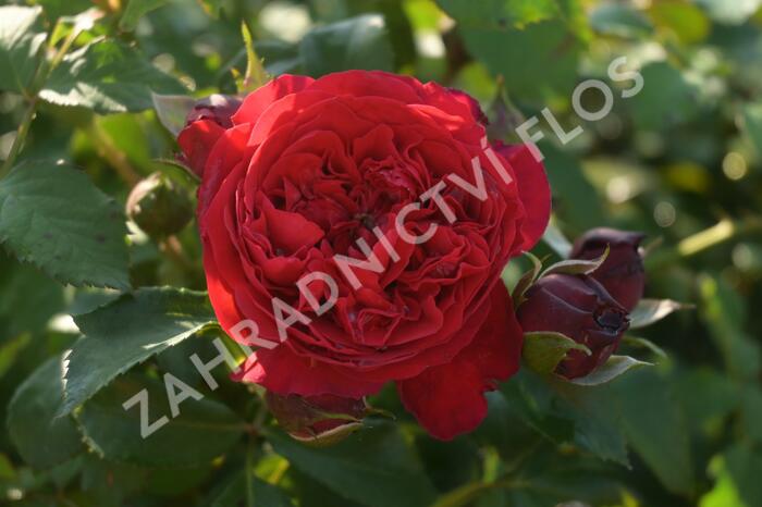 Růže pnoucí Kordes 'Florentina' - Rosa PN 'Florentina'