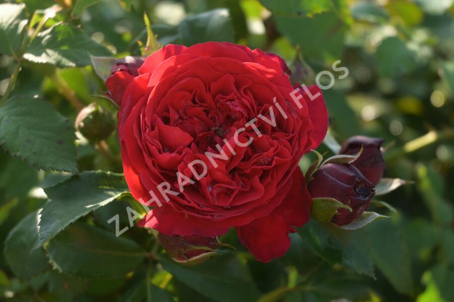 Růže pnoucí Kordes 'Florentina' - Rosa PN 'Florentina'