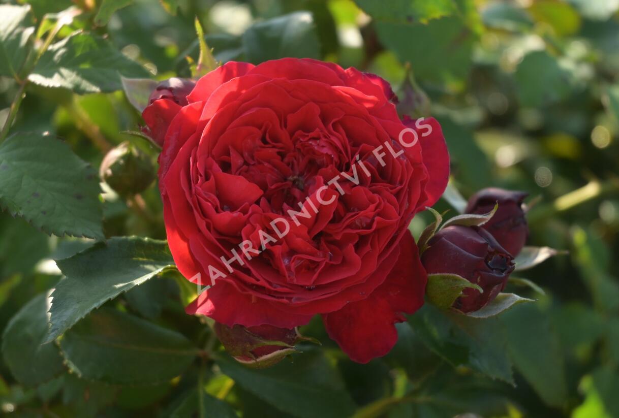Růže pnoucí Kordes 'Florentina' - Rosa PN 'Florentina'