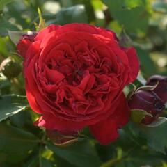 Růže pnoucí Kordes 'Florentina' - Rosa PN 'Florentina'