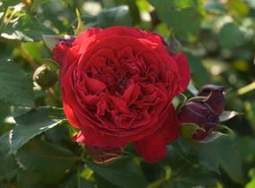 Růže pnoucí Kordes 'Florentina' - Rosa PN 'Florentina'