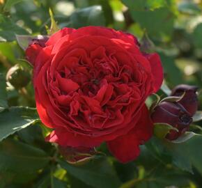 Růže pnoucí Kordes 'Florentina' - Rosa PN 'Florentina'