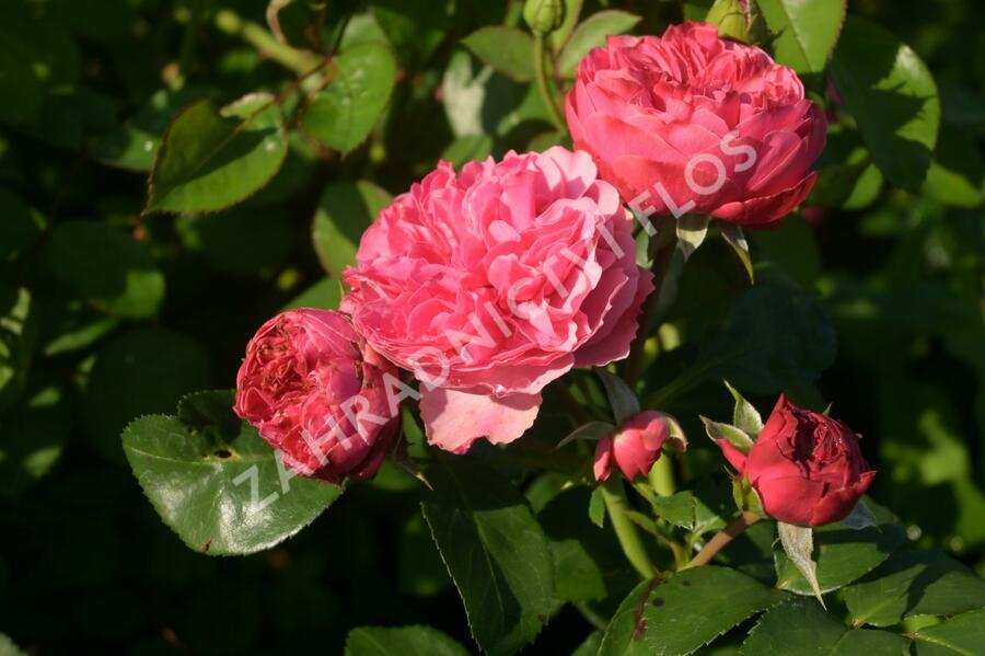 Růže mnohokvětá Meilland 'Leonardo da Vinci' - Rosa MK 'Leonardo da Vinci'