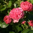 Růže mnohokvětá Meilland 'Leonardo da Vinci' - Rosa MK 'Leonardo da Vinci'