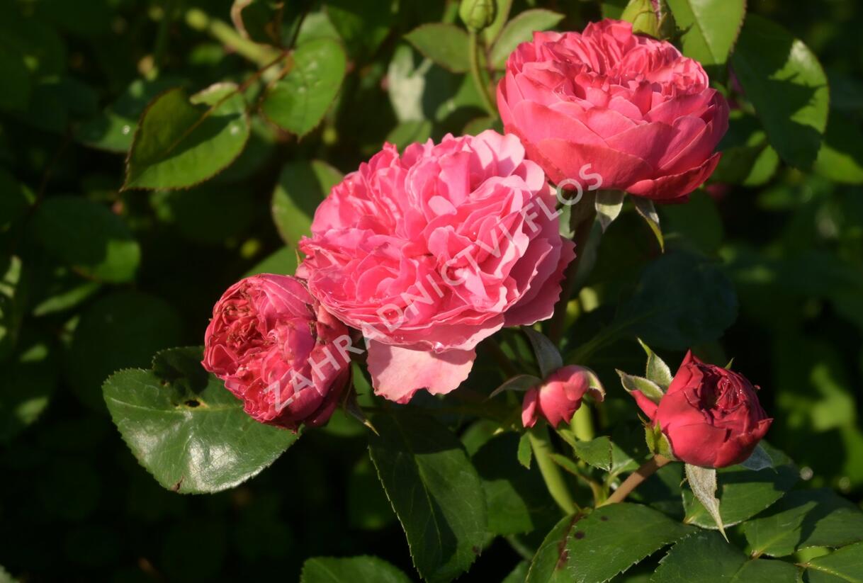 Růže mnohokvětá Meilland 'Leonardo da Vinci' - Rosa MK 'Leonardo da Vinci'