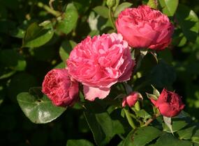 Růže mnohokvětá Meilland 'Leonardo da Vinci' - Rosa MK 'Leonardo da Vinci'