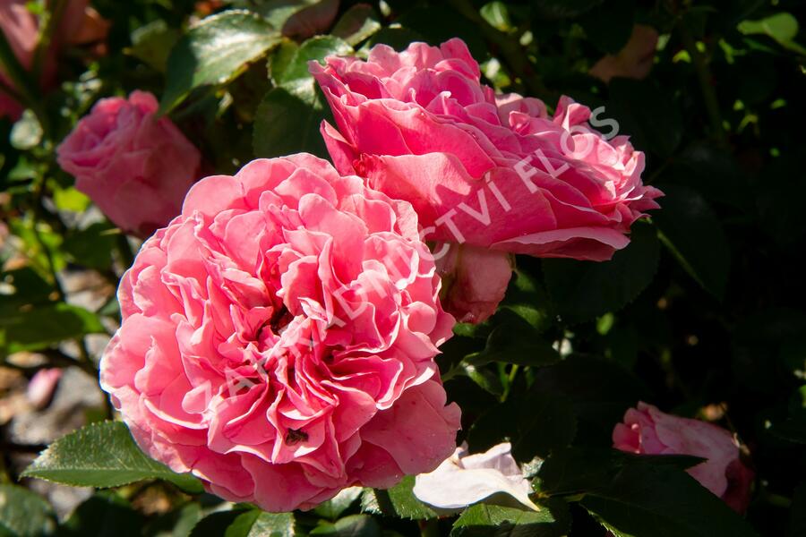 Růže mnohokvětá Meilland 'Leonardo da Vinci' - Rosa MK 'Leonardo da Vinci'