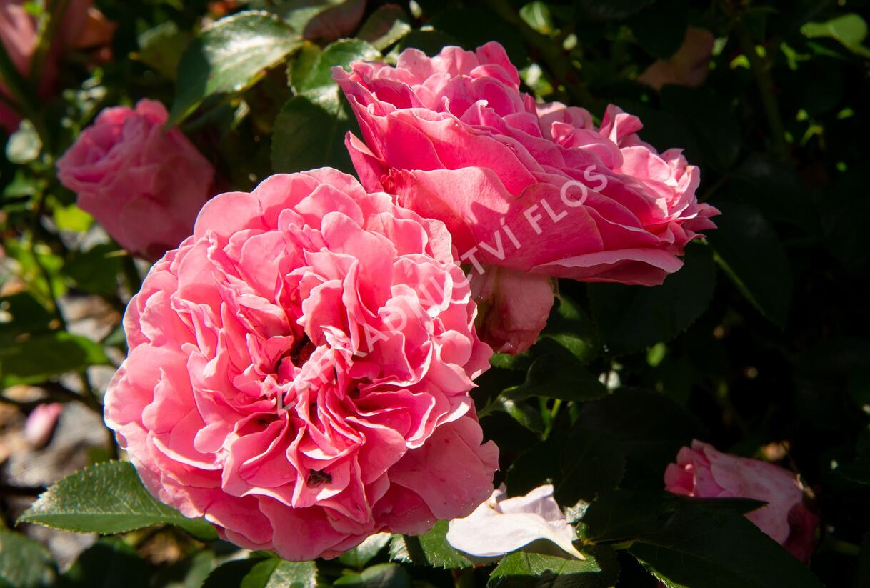 Růže mnohokvětá Meilland 'Leonardo da Vinci' - Rosa MK 'Leonardo da Vinci'