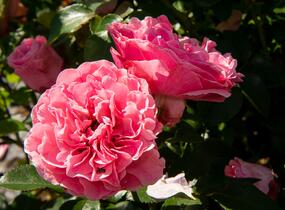 Růže mnohokvětá Meilland 'Leonardo da Vinci' - Rosa MK 'Leonardo da Vinci'