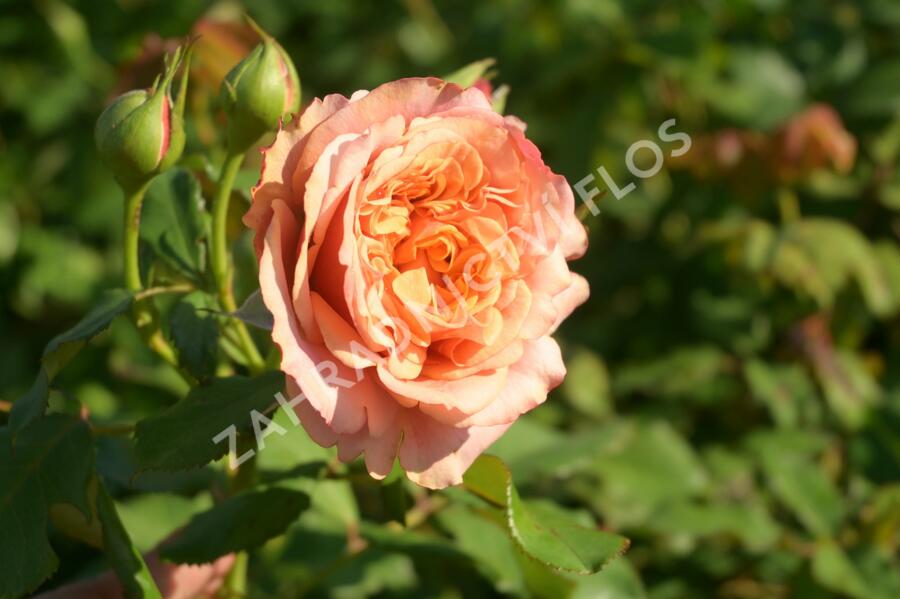 Růže parková Kordes 'La Villa Cotta' - Rosa S 'La Villa Cotta'