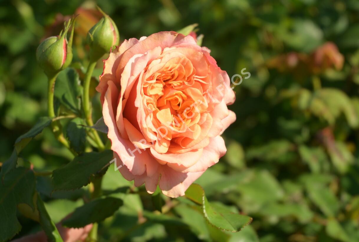 Růže parková Kordes 'La Villa Cotta' - Rosa S 'La Villa Cotta'