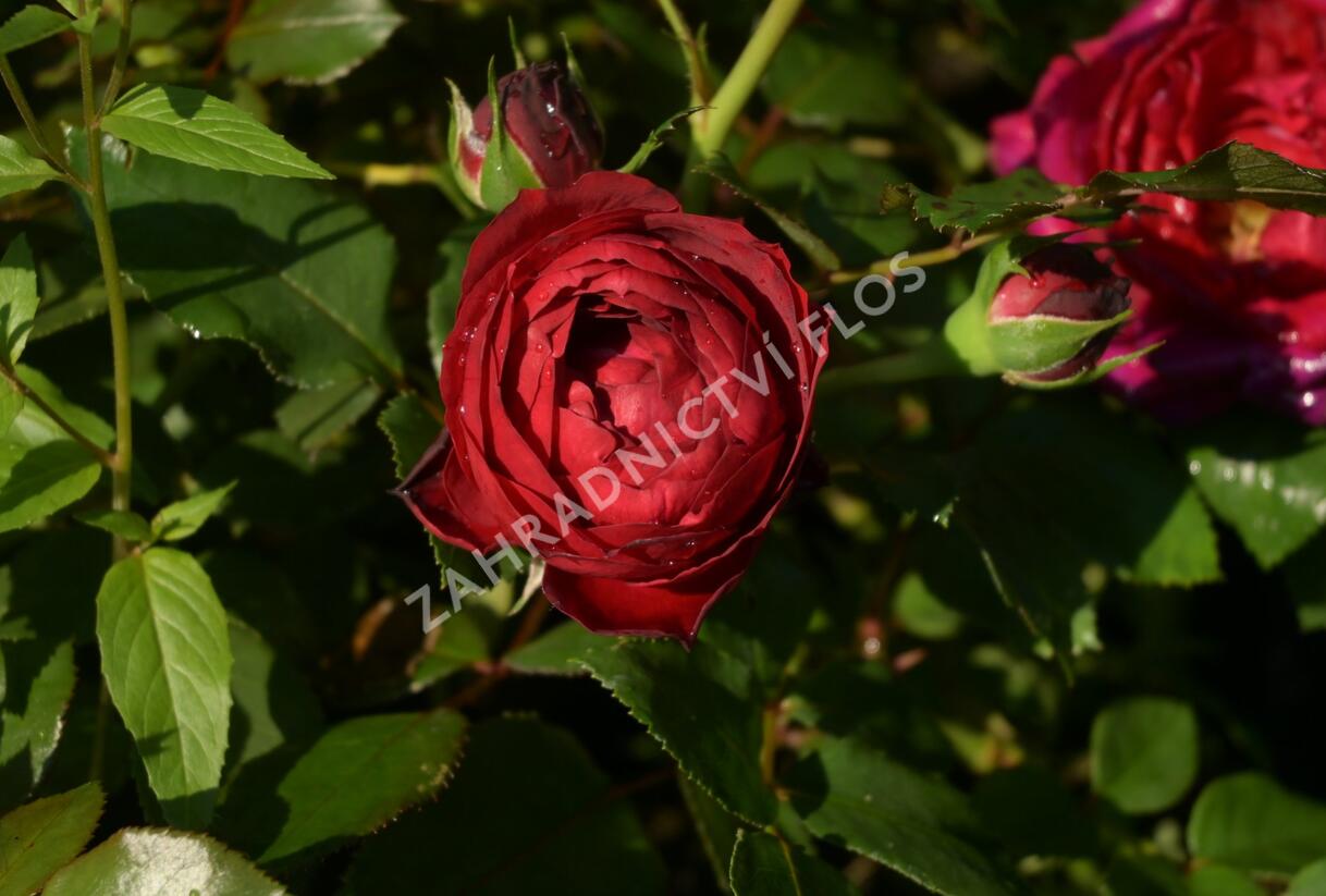 Růže mnohokvětá Kordes 'Till Eulenspiegel' - Rosa MK 'Till Eulenspiegel'