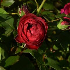 Růže mnohokvětá Kordes 'Till Eulenspiegel' - Rosa MK 'Till Eulenspiegel'
