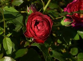 Růže mnohokvětá Kordes 'Till Eulenspiegel' - Rosa MK 'Till Eulenspiegel'
