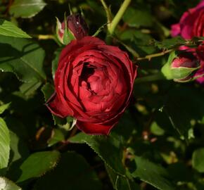 Růže mnohokvětá Kordes 'Till Eulenspiegel' - Rosa MK 'Till Eulenspiegel'