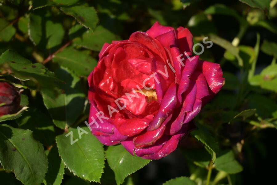 Růže mnohokvětá Kordes 'Till Eulenspiegel' - Rosa MK 'Till Eulenspiegel'