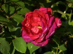 Růže mnohokvětá Kordes 'Till Eulenspiegel' - Rosa MK 'Till Eulenspiegel'