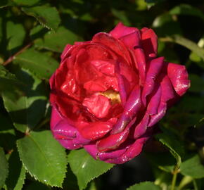 Růže mnohokvětá Kordes 'Till Eulenspiegel' - Rosa MK 'Till Eulenspiegel'