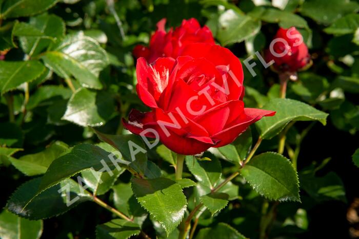 Růže mnohokvětá Kordes 'Till Eulenspiegel' - Rosa MK 'Till Eulenspiegel'