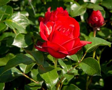 Růže mnohokvětá Kordes 'Till Eulenspiegel'