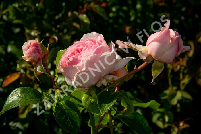 Růže parková Kordes 'Wellenspiel' - Rosa S 'Wellenspiel'