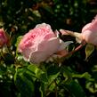 Růže parková Kordes 'Wellenspiel' - Rosa S 'Wellenspiel'