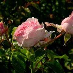 Růže parková Kordes 'Wellenspiel' - Rosa S 'Wellenspiel'