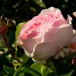 Růže parková Kordes 'Wellenspiel' - Rosa S 'Wellenspiel'